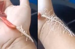 Sinh vật 'ngoài hành tinh' khiến nhiều người khiếp sợ