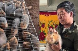 Nuôi 'con má vàng' xênh xang thu nhập