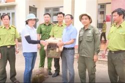 Bàn giao 2 con rái cá quý hiếm cho kiểm lâm