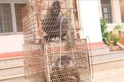 Bắt được động vật trong Sách đỏ, dân Bình Phước giao cho chính quyền