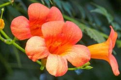 Bài thuốc chữa bệnh từ hoa đăng tiêu