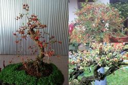 Ngắm bonsai dâu tằm trĩu quả khiến dân chơi cây mê tít