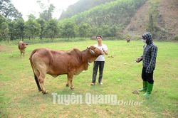 Tiêu độc khử trùng, tiêm phòng cho đàn vật nuôi
