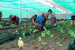 Cây dược liệu mở hướng làm giàu cho bà con dân tộc ở Sìn Hồ