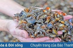 Câu chuyện 'giữ chân' con cáy ở miền quê Quảng Phúc