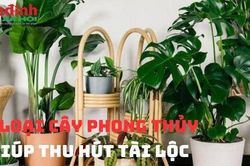 4 Loại cây phong thủy giúp thu hút tài lộc