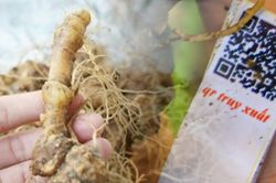 Cách phân biệt hiệu quả sâm Ngọc Linh 'xịn' để tránh gặp hàng nhái