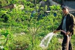 Nông dân bỏ túi hàng trăm triệu đồng mỗi năm nhờ loại quả nhiều mắt