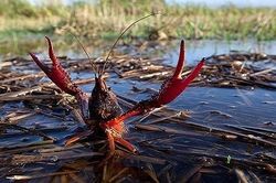 Điểm loạt 'quái thú' dân bắt được ở Việt Nam gây xôn xao dư luận