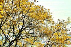 Bán đảo Sơn Trà ngập sắc vàng hoa lim xẹt, du khách không muốn rời bước