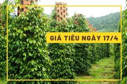 Giá tiêu hôm nay 17/4: Cao nhất 66.000 đồng/kg