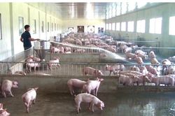 Xã trọng điểm chăn nuôi lợn ở Thái Bình 'kêu cứu' do sản xuất thua lỗ