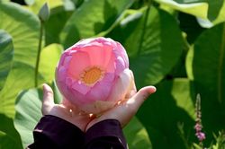 Tội lỗi nhiều có được xuất gia?