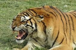 Hai vụ hổ vồ chết người, Ấn Độ ban lệnh giới nghiêm