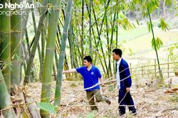 Trưởng bản vùng cao năng động, nói 'không' với đói nghèo
