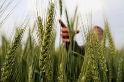 Nga không quá lạc quan về thỏa thuận ngũ cốc sau ngày 18/5, cáo buộc LHQ và Ukraine điều này