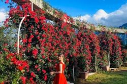 Lễ hội tình yêu và Festival hoa hồng sẽ diễn ra tại ga đi cáp treo Fansipan