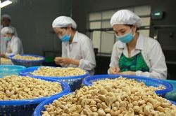 Nguy cơ bị 'bóp chết', ngành điều kiến nghị khẩn