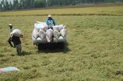 Doanh nghiệp 'tiếp sức' cho HTX và nông dân