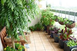 Mùa hè cây dễ bị héo, mách bạn 3 mẹo 'hạ nhiệt' cho cây, chỉ sau 1 đêm cây lại căng mọng