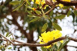 Con đường hoa kèn vàng