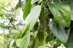 Giá tiêu biến động tích cực, đồng loạt tăng 500 đồng/kg