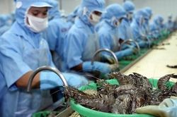 Xuất khẩu tôm kỳ vọng khởi sắc trong quý II/2023