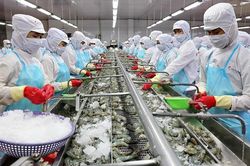 Nhu cầu tiêu thụ cải thiện, xuất khẩu tôm kỳ vọng hồi phục từ quý II