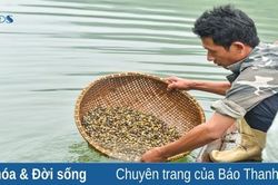 Cào hến mưu sinh trên sông Mã