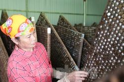 Cho tằm nằm phòng điều hòa, người dân hết thời 'ăn cơm đứng'