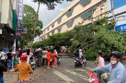 Cây bật gốc đè trúng người đi đường