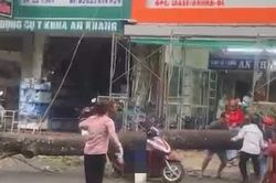 Cây cổ thụ bật gốc làm một phụ nữ ở Đắk Lắk bị thương nặng