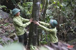 Cho rừng Hồng Lĩnh mãi xanh...