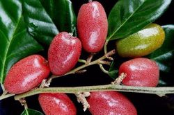 Bài thuốc chữa bệnh cực hay từ quả nhót