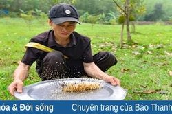 Theo chân thợ săn trứng kiến ở miền Tây xứ Thanh