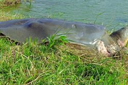 Cá thể rùa 93kg chết ở hồ Đồng Mô có thuộc nhóm cực hiếm rùa Hoàn Kiếm?