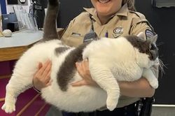 Bé mèo khổng lồ nặng gần 20kg khiến người ta yêu ngay từ cái nhìn đầu tiên