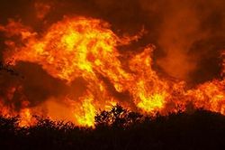 Nguy cơ cháy rừng rất cao, Bộ Nông nghiệp ra công điện khẩn