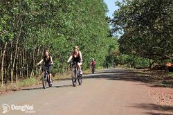 Nhùng nhằng dự án Safari