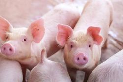 Giá heo hơi tăng nhẹ, người nuôi vẫn ngại tái đàn: Lo thiếu thịt heo cuối năm?