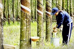 Giá cao su ngày 25/4: Tăng đồng loạt trên các sàn giao dịch