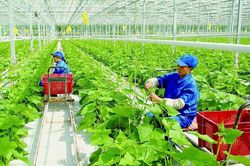 Khoa học công nghệ là cơ sở để phát triển nông nghiệp sinh thái, nông thôn hiện đại