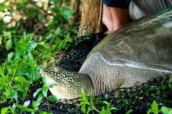Việt Nam còn bao nhiêu cá thể rùa Hoàn Kiếm để bảo tồn?