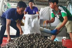 Tỷ phú sò huyết trên biển Tây Nam