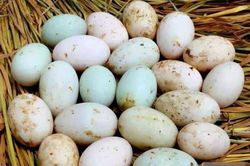 Mua trứng vịt nên chọn 'vỏ trắng' hay 'vỏ xanh'? Người bán tiết lộ cách chỉ người trong nghề mới biết