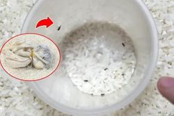 Thả thứ này vào thùng gạo không bao giờ lo mối mọt, gạo để bao lâu nấu vẫn dẻo ngon