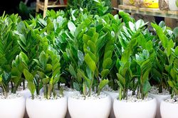 Loại cây phong thủy giúp hút tài lộc, đón bình an bạn nên trồng tại nhà