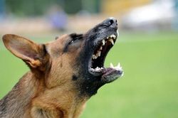 Bé trai 2 tuổi bị chó nhà cắn rách da đầu, mặt