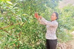 Nông dân thi đua sản xuất, kinh doanh giỏi