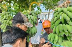 Chiêm ngưỡng cá lóc, buồng chuối to nhất rừng U Minh Hạ